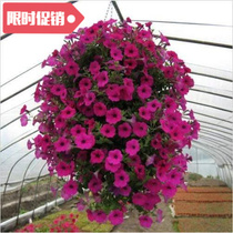 50Seeds Garden Petunia Flower Seeds Trailing Petunia Hybrida