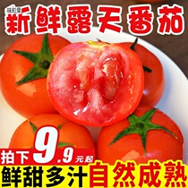 Climbing branches Provence Provence tomatoes Fresh tomatoes Natural cooked 9 catties fruit Western red persimmon sand pulp whole box 5