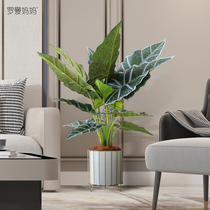 Roman Mama Emulation Plant Guanyin Lotus Indoor Tabletop Potted Balcony Living Room Table Decoration Bonsai Placed