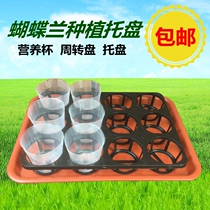 Orchid Butterfly Orchid Tray Nutritional Cup turnaround tray 3 5 inch Butterfly Orchid Plant Orchid Orchid