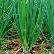 Small shallot seed potted onion seed seed seed local Four Seasons autumn vegetable seed vegetable seed shallot seeding vegetable seed chive seedling collection