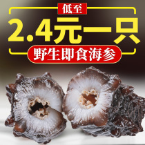 Pure wild instant sea cucumber fresh live deep seabed sowing Liao ginseng Turkish rice Thorn sea cucumber single 500g