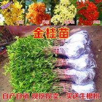 Gardening August roadside planting cm flower tree tourist area blood Osmanthus August osmanthus saplings outdoor golden osmanthus