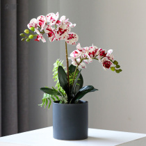Duoxin PU feel high-grade floral simulation Phalaenopsis potted fake flower silk flower living room indoor desktop decoration decoration