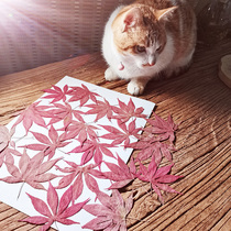 Chicken Paw Maple Maple Beijing Fragrant Mountain Red Maple Leaf Genuine Leaf Dry Flower Specimen Diy Mobile Phone Shell Drip greeting card material