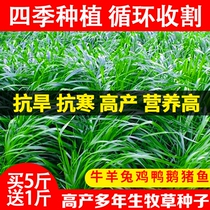 Forage seeds cold-tolerant perennial ryegrass seeds South and North breeding chicken duck goose sheep horse and pig fish