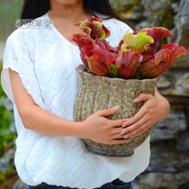 Purple bottle grass small Cordyceps grass carnivorous plant potted cannibal flower flytrap Cordyceps carnivorous indoor good breeding