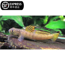 Orange-winged Tooth Shrimps Orange Wings of Shrimp Tiger Rare Imported Shrimp Tiger Fish Stream Eco-Cylinder Grass Vat