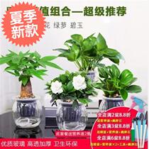 Hydroponic vase green living room plant green planting colorful rocklestone green leaf Tiger Pilan plant eight-sided Cai j duck feet