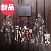 33 Korean iliac blood vessels 1:6 human anatomical model childrens toys put together building blocks whole body transparent bone