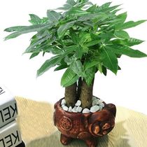 Fortune tree money tree potted plant wealth tree thick pole lucky tree small bonsai living room placed office plant landscape