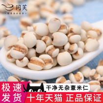 Tong Fu rice seed 500g new small coix seed nutrition porridge 1 can take red bean red bean lotus seed