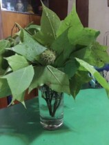 Fresh maple leaves 2kg Guangxi five-color glutinous rice plant dye black rice dye Maple Leaf