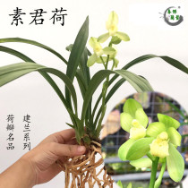 Orchid seedlings to Langu valve jungle Orchid Orchid Summer Strap Flower Flower Pot