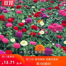 100-day grass flower seeds Double petals 100-day grass flower seeds Four seasons Balcony flowering 100-day chrysanthemum seeds Courtyard outdoor