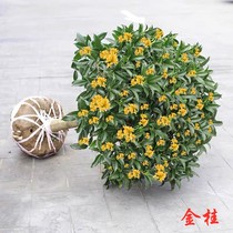 Gui Flower Tree Miao Golden Gui Tan Gui Four Seasons Gui Courtyard Thick and fragrant Scenery Flower Indoor good to feed boutique potted plants