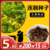 Professional sale of all kinds of forest tree flower seeds high quality forsythia seed forsythia seed dwarf fresh yellow green seed