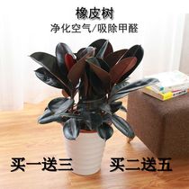 What is the green plant in the living room? Good rubber tree potted plants. Indoor Black Diamond is not afraid of freezing in winter.