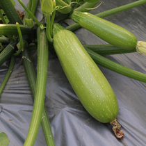 Zucchini seed seeds early maturity and high yield spring autumn sowing balcony potted vegetable seed seedlings