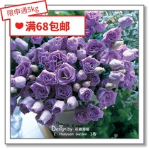 Flower-edge Pickles imported flower seeds * Japanese TAKII * Rose-type cut flower eutrophin * Komai 5 pellets