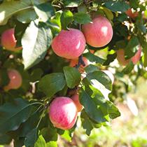 How much is the Red Fuji Apple in Jixian County Shanxi Province