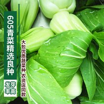 Changfeng 605 rapeseed seed garden balcony potted heat-resistant cold-resistant high-yielding vegetable seeds for four seasons