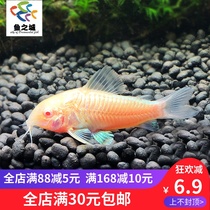 Rat fish rat fish live white rat fish live white rat fish live rat fish live rat fish