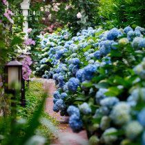 Heidis Garden Endless Summer Big Flower Hydrangea Eight Immortals New and Old Branches Flowering Explosive Pots Flower Plants Potted