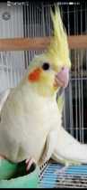 Four to five months a yellow parrot (live pack risk)