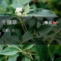 The root of the herb