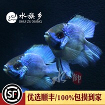 Avatar Poko Straw Cylinder Small Tropical Ornamental Pet Fish Blue Poko Dutch Treasure Blue Phoenix Ball Fish Live