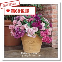 Flower edge Pickles imported flower seeds * Pan American * double Petunia * double waterfall 10 parts of the pill