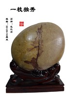 The Yangtze River Stone is unique and withering flowers strange stones natural stones ornaments Wujiang stone Taihu stone large fossil gift