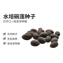 Cool climbing turtle tank landscaping bowl Lotus hydroponic plant decoration aquatic plant seeds four seasons indoor water raising water lily seeds