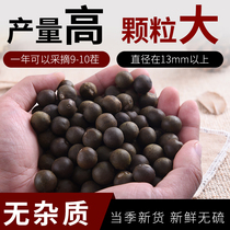 High-yield Euryale seeds chicken head rice chicken head fruit seeds Su Yan unyielding seedlings rice chicken head lotus stem hybrid large granules