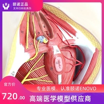 ENOVO Female perineum model Vascular nerve Pelvic floor muscle anatomy model Gynecology Urology anorectal