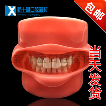 Dentistry Stomatology teaching Tooth extraction model Tooth preparation practice model Full mouth removable tooth simulation facial model