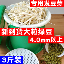 3 Jin New Stock Large Grain Sprouting Bean Sprout Special Green Bean Northeast Farmhouse Self-Planted Large Bright Green Bean Sprout Bean Raw Coarse Green Bean Sprout