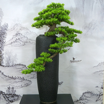 New Chinese style simulation cliff cypress pine welcoming pine bonsai plant potted plant exhibition hall living room Hotel Zen decoration