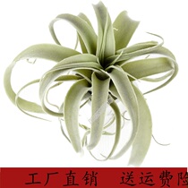 New simulation large air grass flocking succulent plant 26cm air pineapple artificial plant wall accessories for export