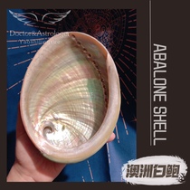 Pharmacist home Australia imported white abalone shell White Dingsheng wooden bracket spiritual burning utensils beautiful white rainbow