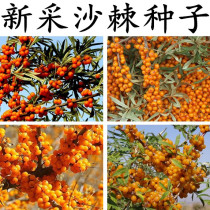 Fruit Herbs Seed Sea Buckthorn Seed With Tingle Plant Sand Date Vinegar Willow Sour Thorn Seabuckthorn Tree Seed Seeds