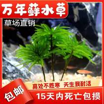 Moss Living Aquatic Grass Living Resistance Low Temperature Moss Fish Tank Ecological Bottle Rain Cylinder Landscape Negative