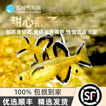 Fish era] Pacific Sweetheart Swallow orange Arupearls Yanzi Beauty Seven Colorful Neon Swallow Living Fish