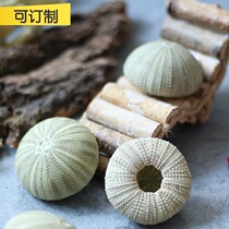 Deep sea decoration natural sea blue shell display cabinet boutique decoration jewelry accessories fish tank installation micro landscape