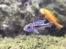 Three lakes cichlid fish horse bream Rockin living African Prince subadult large fry ornamental fish freshwater