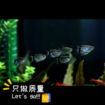 Silver screen lamp Tropical fish Swimming fish Small lamp fish Live ornamental fish Fine freshwater fish Pull flag lamp Zebrafish