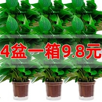 Boutique green plant green dill potted four seasons long vine hanging water culture four seasons suction indoor flower seedlings nutrient soil formaldehyde