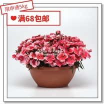 Flower edge Pickles imported flower seeds * 2018 Pan American New Products * big flower Dianthus * Corona 5 pellets
