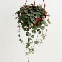 Flower potted love cranberry brocade succulent plant heart vine hanging money heart heart heart seal 10-20cm